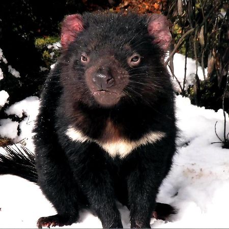 Wombat Cabin Villa Moina ภายนอก รูปภาพ