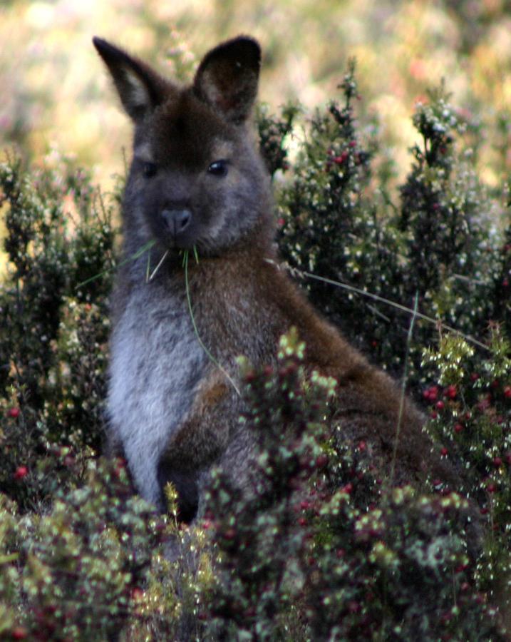 Wombat Cabin Villa Moina ภายนอก รูปภาพ