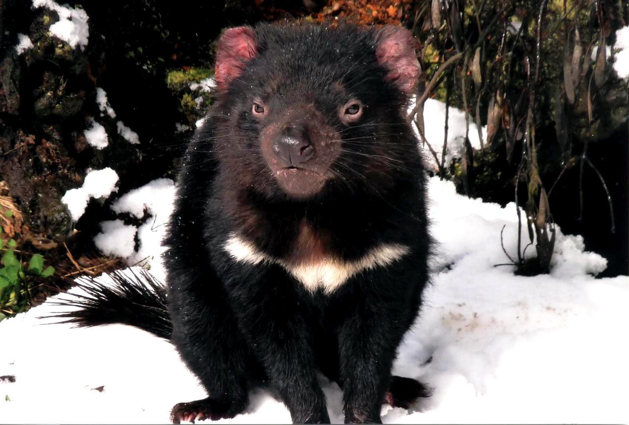 Wombat Cabin Villa Moina ภายนอก รูปภาพ