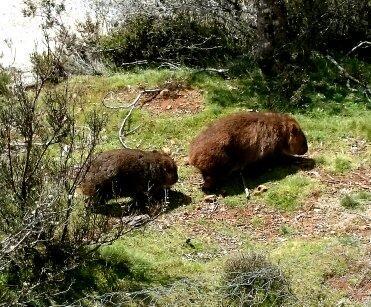 Wombat Cabin Villa Moina ภายนอก รูปภาพ