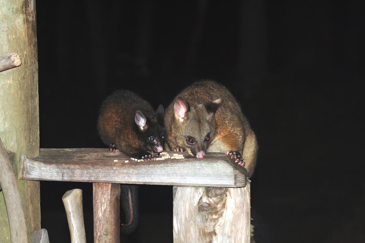 Wombat Cabin Villa Moina ภายนอก รูปภาพ