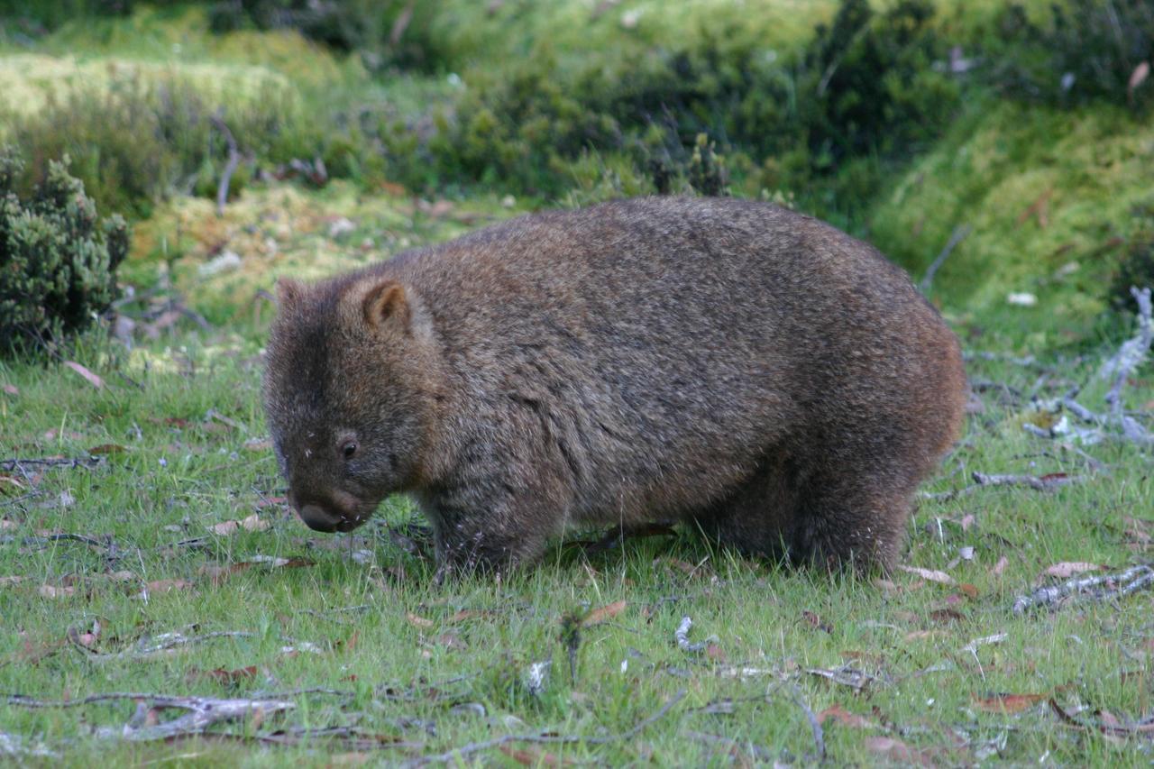 Wombat Cabin Villa Moina ภายนอก รูปภาพ