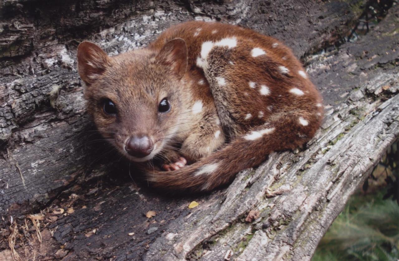 Wombat Cabin Villa Moina ภายนอก รูปภาพ