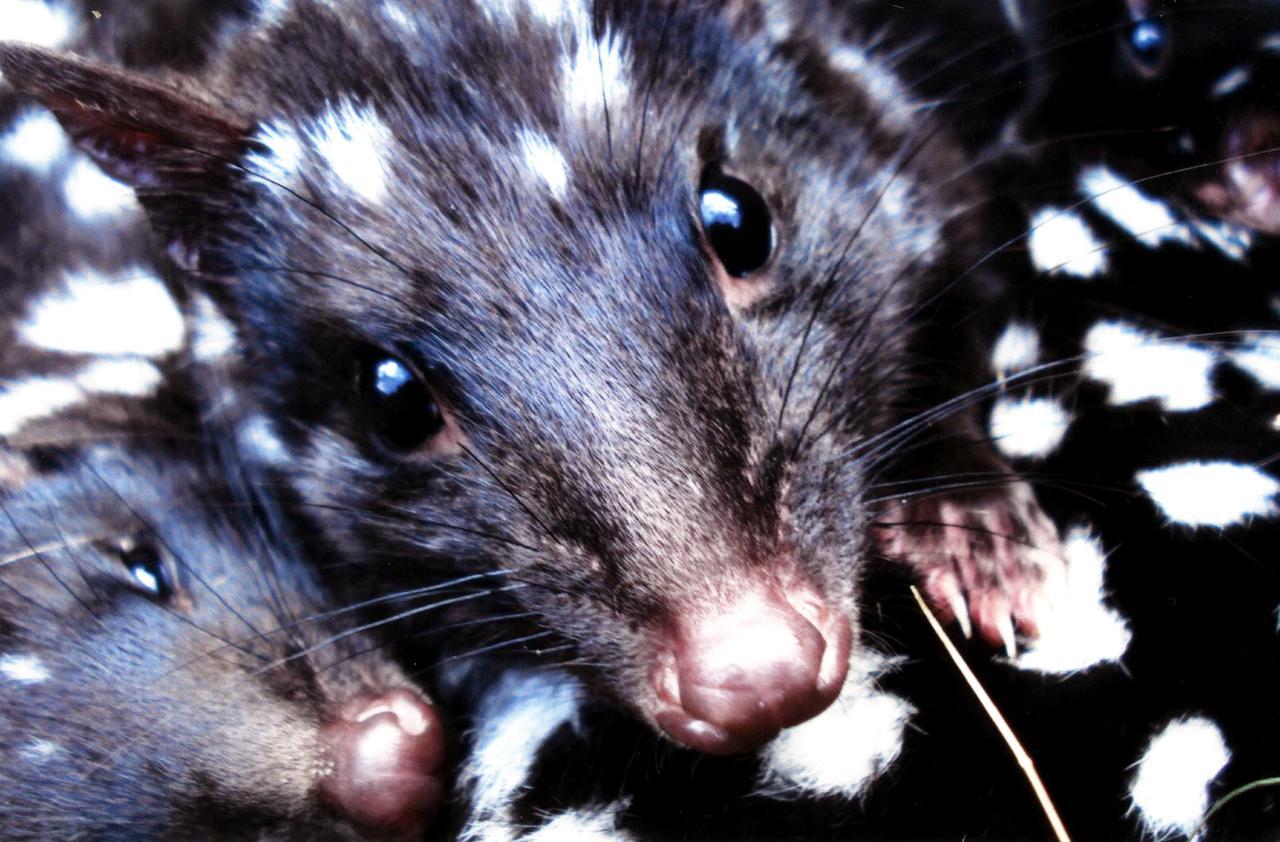 Wombat Cabin Villa Moina ภายนอก รูปภาพ