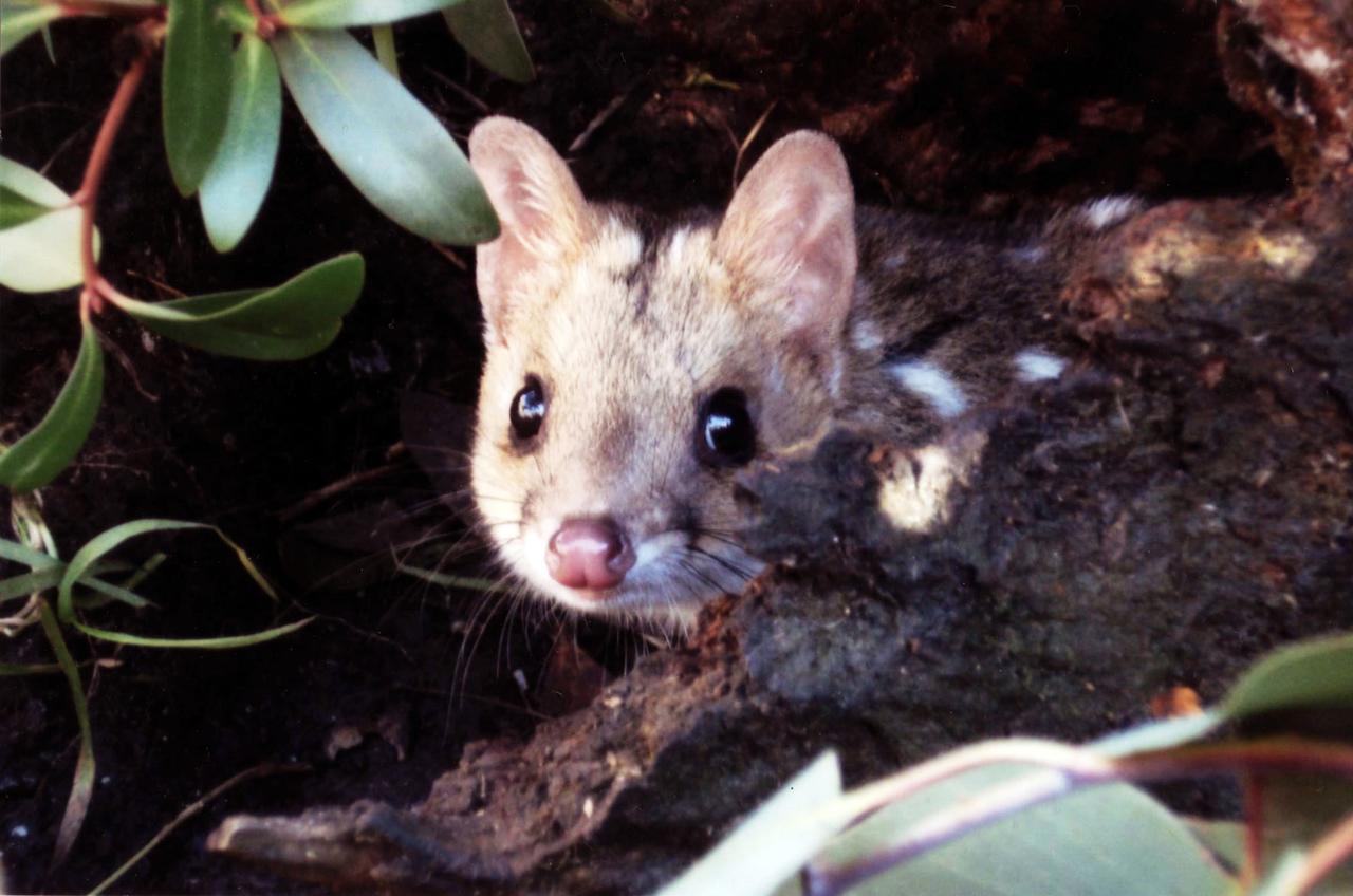 Wombat Cabin Villa Moina ภายนอก รูปภาพ
