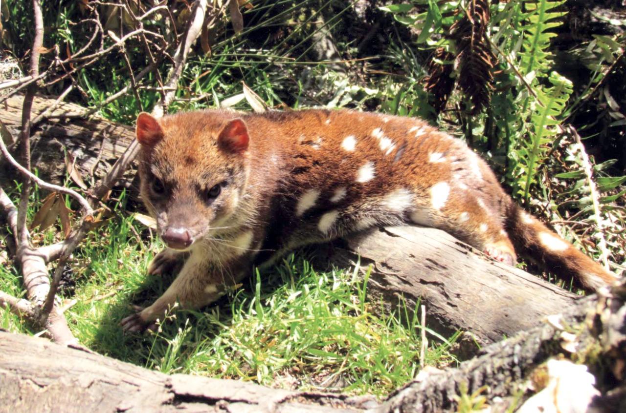 Wombat Cabin Villa Moina ภายนอก รูปภาพ