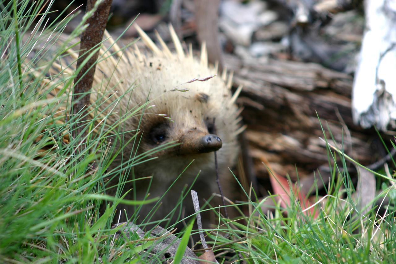 Wombat Cabin Villa Moina ภายนอก รูปภาพ