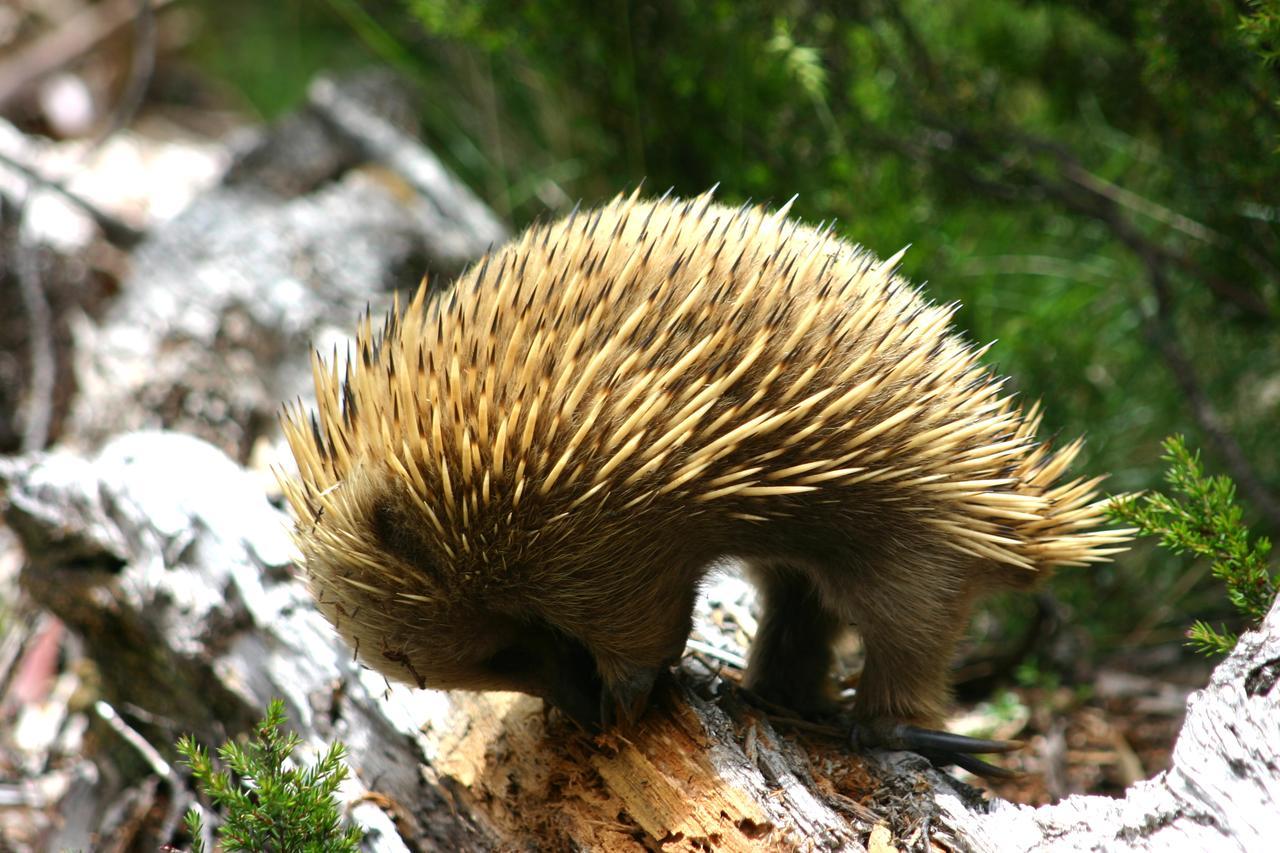 Wombat Cabin Villa Moina ภายนอก รูปภาพ
