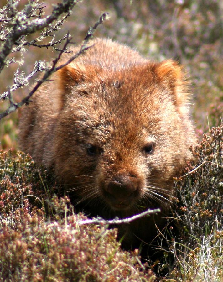 Wombat Cabin Villa Moina ภายนอก รูปภาพ